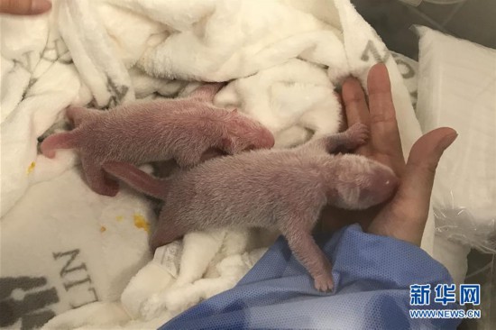 旅德大熊猫“梦梦”产下双胞胎