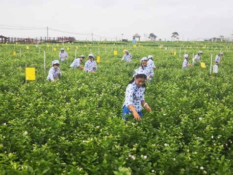 广西横县被授予“世界茉莉花都”称号