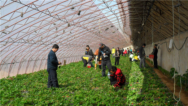 泉湖镇草莓采摘 (2).jpg